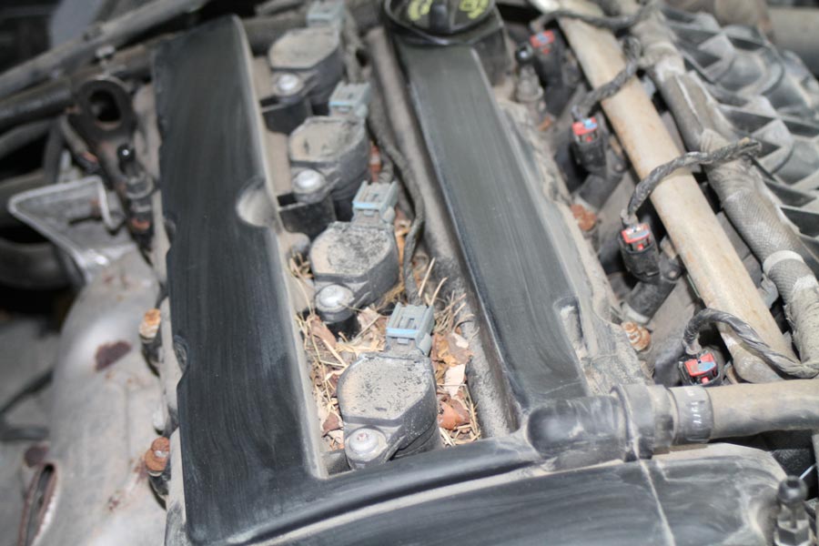 Mouse nests and mice in the engine.